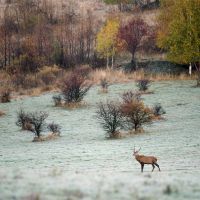 Deer in autumn landscape