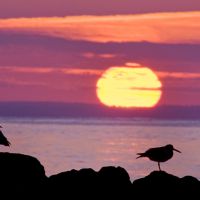 Oystercatchers and rising sun