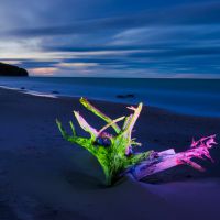 Night - flower on the beach