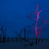 Night - trees on dunes