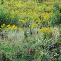 Roe deer on a yellow meadow