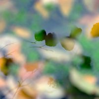 Leafs in water I
