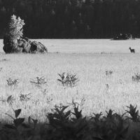 Deer in spring landscape of the Stolowe Mountains