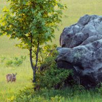 The rock, the tree and the roe deer