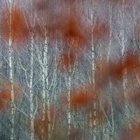 Beech and birch trees