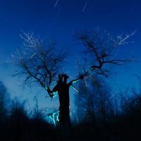 Nocne - wiśnia z lasu Fangorn