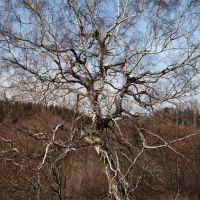 Old birch