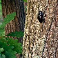 Another beetle in oakwood