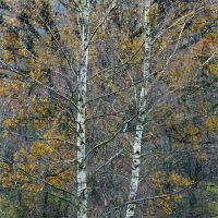 Majestic birch trees