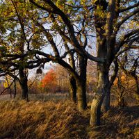 Roe deer's oaks