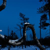 A sinuous birch and the Moon
