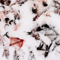 Krew, śnieg i inne